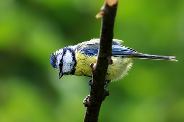 Blue tit sitting on branch