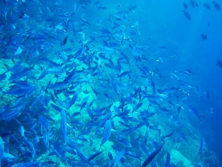 Beautiful tropical fish, Utopia resort, Marsa Alam, Egypt
