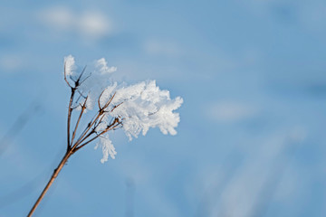 nature in winter