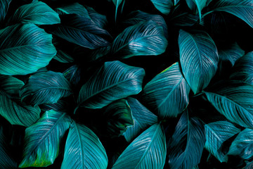 leaves of Spathiphyllum cannifolium, abstract green texture, nature background, tropical leaf