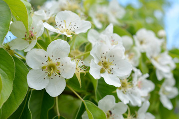 Blooming spring branches with green leaves and white flowers. Elegant gentle pastel nature.
