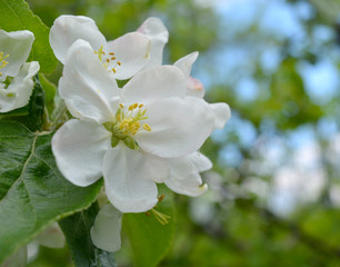 Blooming spring branches with green leaves and white flowers. Elegant gentle pastel nature.