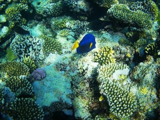 Fototapeta na wymiar Beautiful tropical fish, Utopia resort, Marsa Alam, Egypt