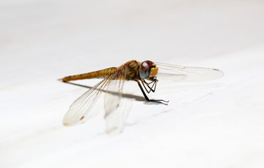 Dragonfly on white background 01