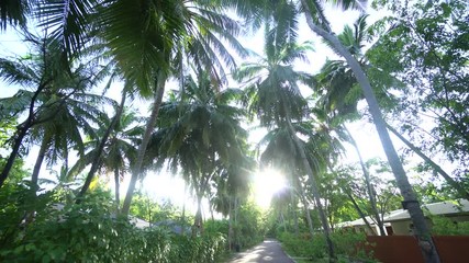 Fantastic walking in sunny day to national park in Malidves in an environment of high palms coconut 4K Footage