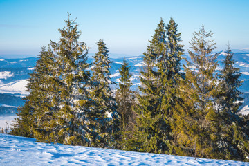 Harsh winter landscape beautiful snowy fir trees