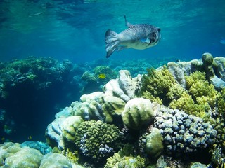 Beautiful tropical fish, Utopia resort, Marsa Alam, Egypt