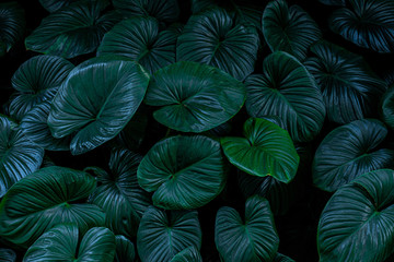 abstract green leaf texture, nature background, tropical leaf