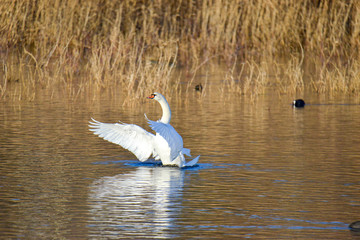 cygne &eacute;l&eacute;gant au coucher du soleil 