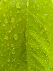 Green leaf with water drops for background.
