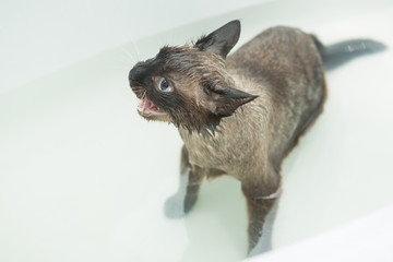 Cat bath. Wet cat.Cat does not like to wash in the bathroom