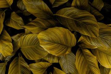 Obraz na płótnie Canvas leaves of Spathiphyllum cannifolium, abstract colorful texture, nature background, tropical leaf
