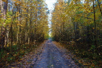 Fototapeta na wymiar Beautiful rural road in sun beams in autumn forest in the morning. 
