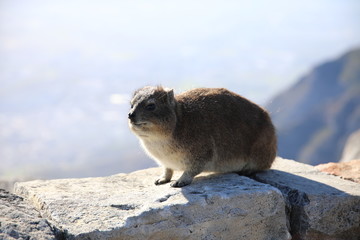 Rock Hyrax in Table Mountain, Cape Town, South Africa