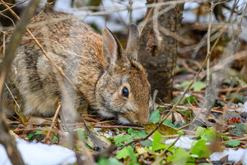 rabbit in the grass