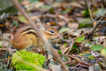 chipmunk in forest