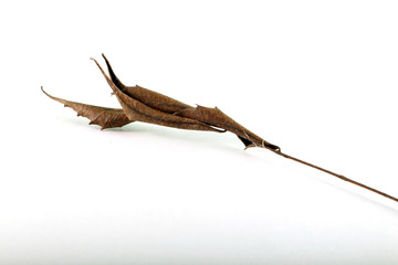 dry dead brown leaf in white background