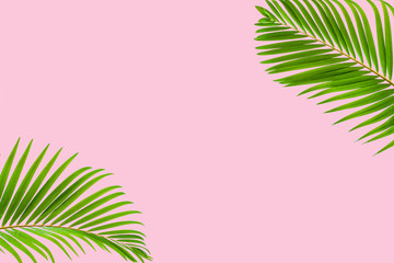 Natural green palm leaf on pastel pink background