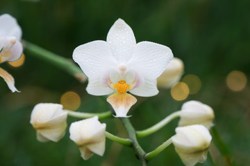 Fototapeta na wymiar mini white moth orchid