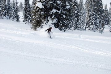 Snowboarder riding on the background of fir trees covered with snow. Winter forest.