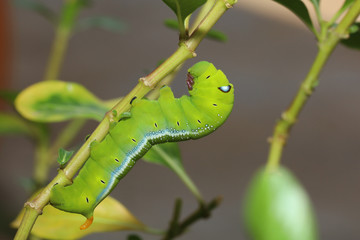 Close up  green worm or Daphnis neri worm on the stick tree in nature and enviroment