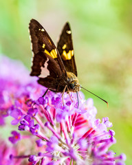butterfly on flower