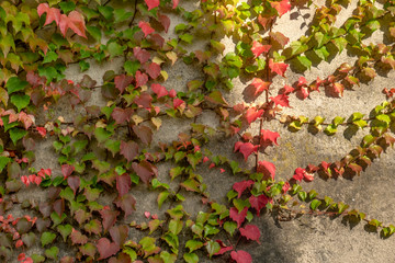 Wilder Wein rankt an einer Hauswand