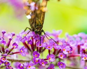 butterfly on flower macro