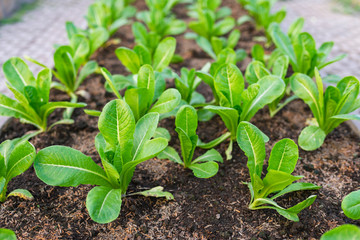 Organic vegetable cultivated in greenhouse. non chemical green cos vegetable farming.