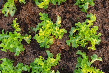 Organic vegetable cultivated in greenhouse. non chemical green vegetable farming.