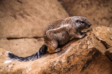 Wiewiórka w zoo. © MaciasPhoto