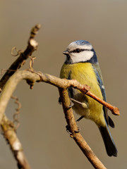 Blaumeise