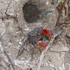 rote Krabbe