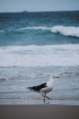 seagull on the beach