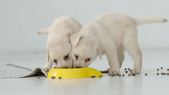 Two cute labrador puppy funny eat on a floor