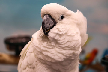 White -crested cockatoo