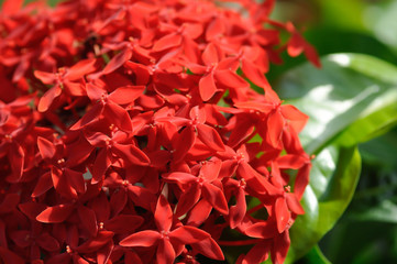 Ixora stricta Roxb or West Indian Jasmine