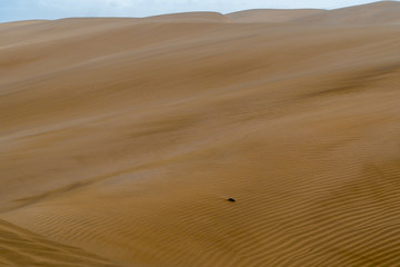 Amazing sand dunes during sunny and windy day in the Natural Reserve of Dunes of Maspaloma in Gran Canaria with sand dust, Canary Islands, Spain