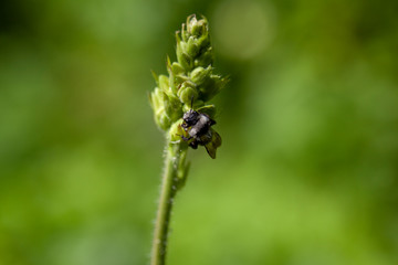 Fototapeta na wymiar Nahaufnahme einer Biene auf einer Blume