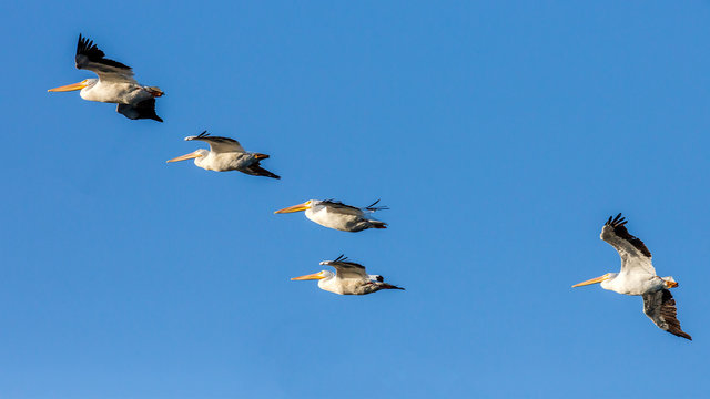 pelicans flying in a clear blue sky