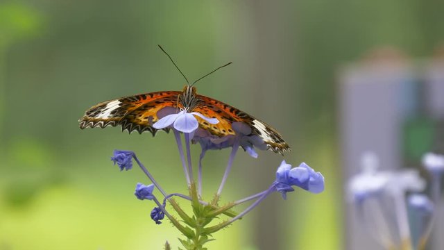 Leopard lacewing butterfly - two views 4K