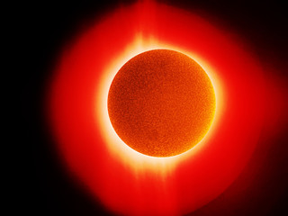 Sole