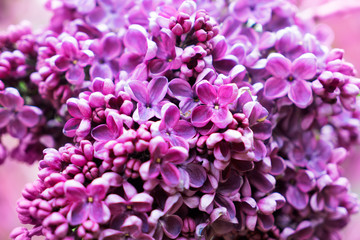 Blooming lilac flowers