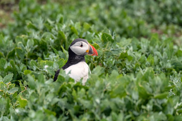 Puffin surrounded by green vegetation.  Image taken in the Farne Islands, United Kingdom.