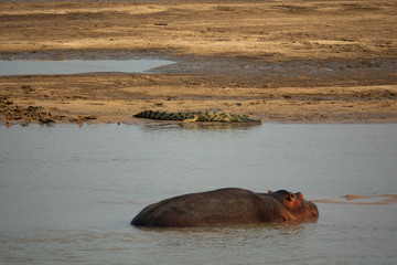 Fototapeta premium Hippo and crocodile in african river, closeup
