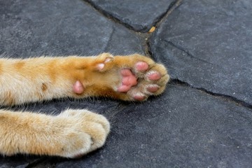 Paw of ginger tabby cat that asleep on the stone tile.