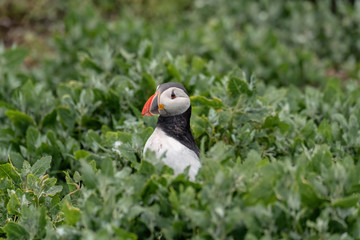 Puffin surrounded by green vegetation.  Image taken in the Farne Islands, United Kingdom.