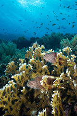 two Forster's hawkfish  stand in the coral branches