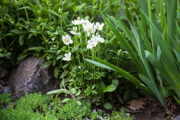 White flowers of anemone sylvestris