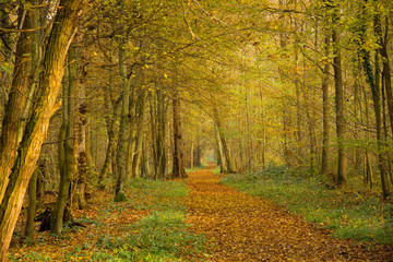 Obraz premium Herbstlicher Wald im Elsass bei Erstein